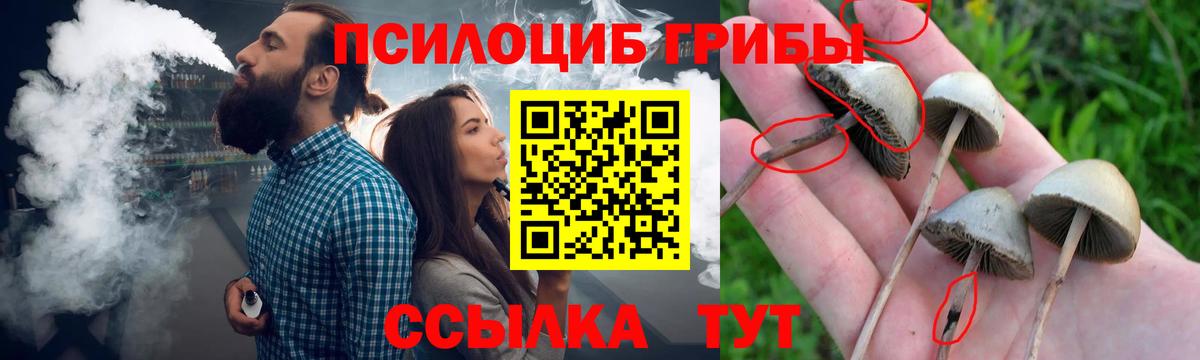 Северодвинск  Галлюциногенные грибы Psilocybe  Вход с VPN 